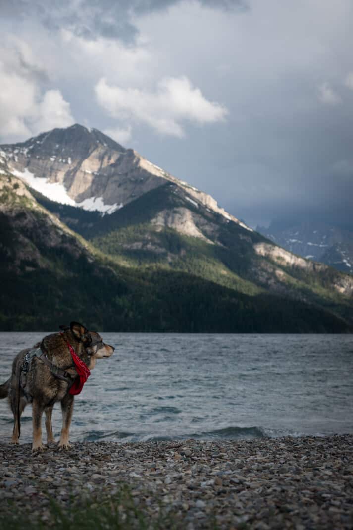 Cattle dog in a red bandana sniffing the breeze at the dog friendly beach in Waterton's campground. Lake and mountain view surround him.