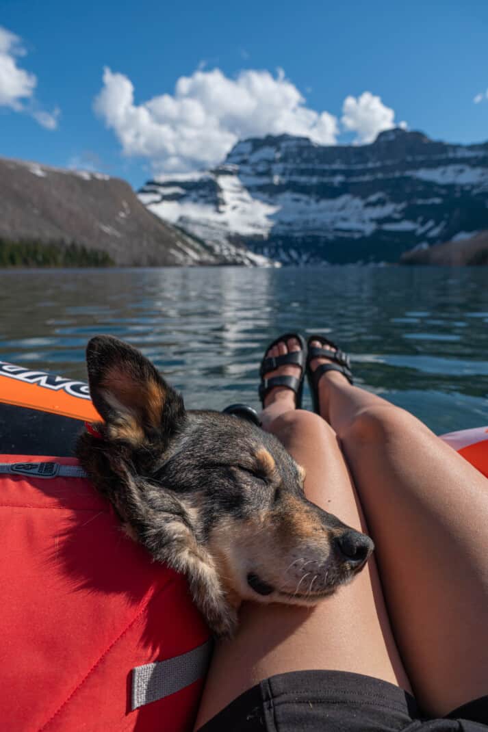 A cattle dog in a life jacket sleeping on women's legs floating in a raft on dog friendly Cameron Lake in Waterton Lakes National Park.