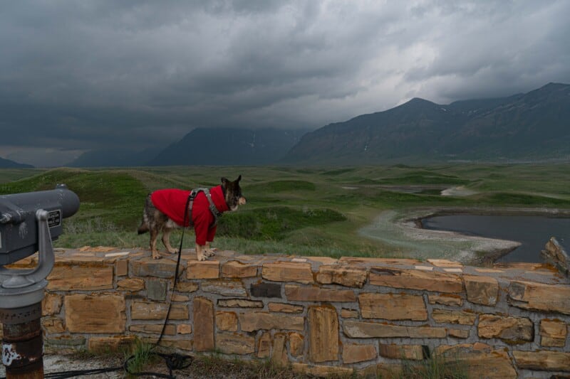 Cattle dog in a red rain jacket standing on a brick wall overlooking the bison paddock in Waterton Lakes National Park.