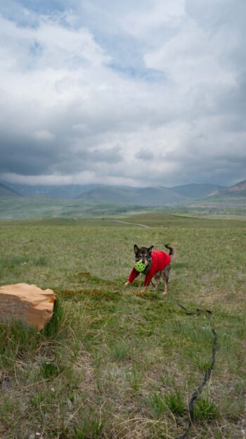 Dog playing with a ball in a field in dog friendly Waterton National Park.