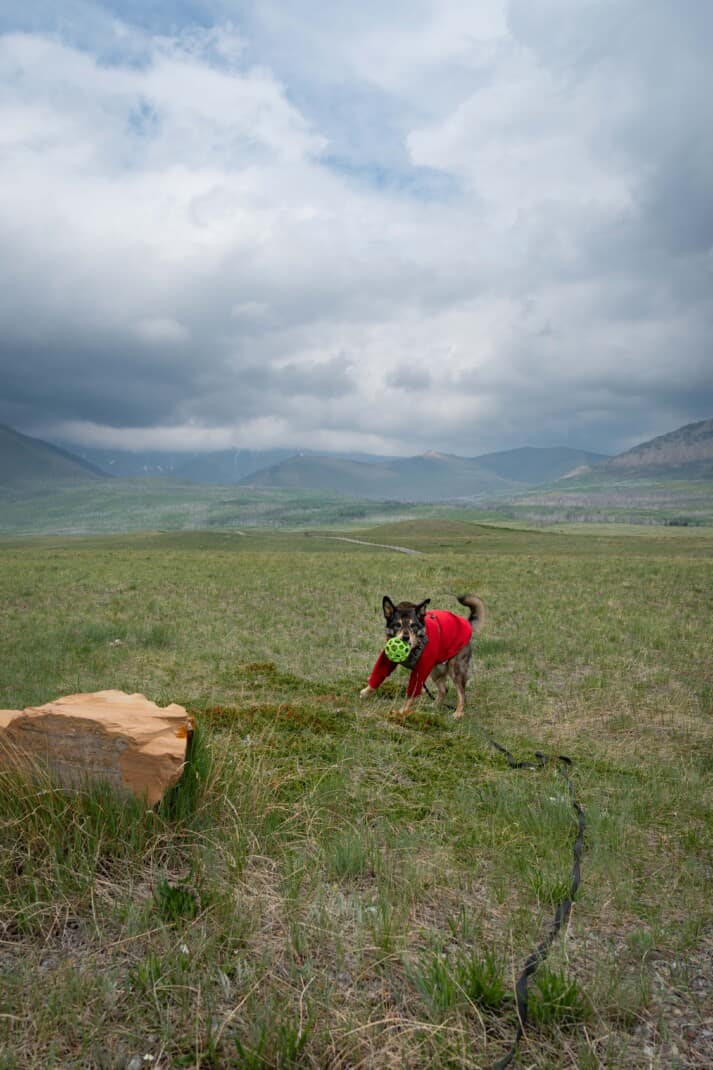 Dog playing with a ball in a field in dog friendly Waterton National Park.