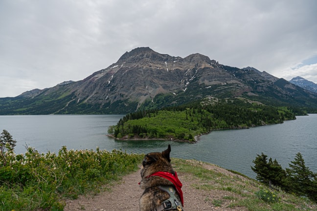 A cattle dog in a red bandana sitting over looking the view point at the Prince Of Wales in dog friendly Waterton Lakes National Park.