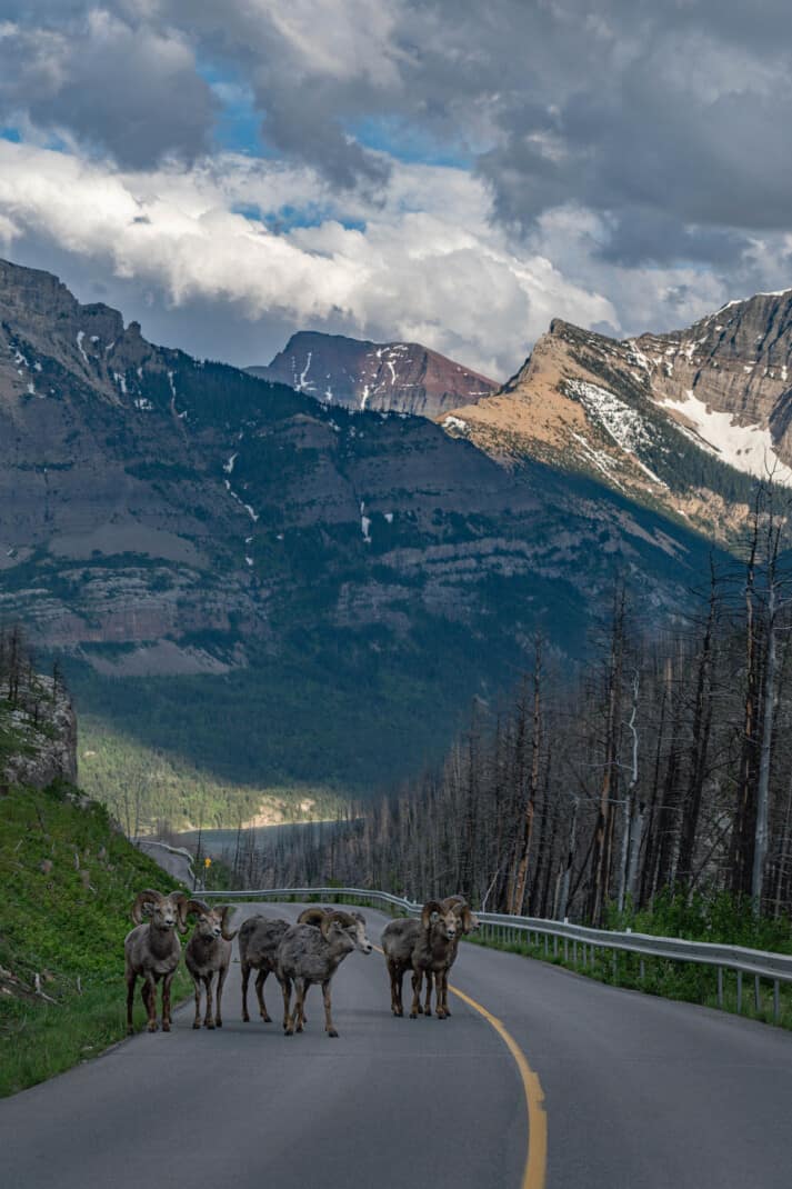 A herd of big horn sheep standing in the road on the Akamina Parkway in Waterton Lakes National Park.