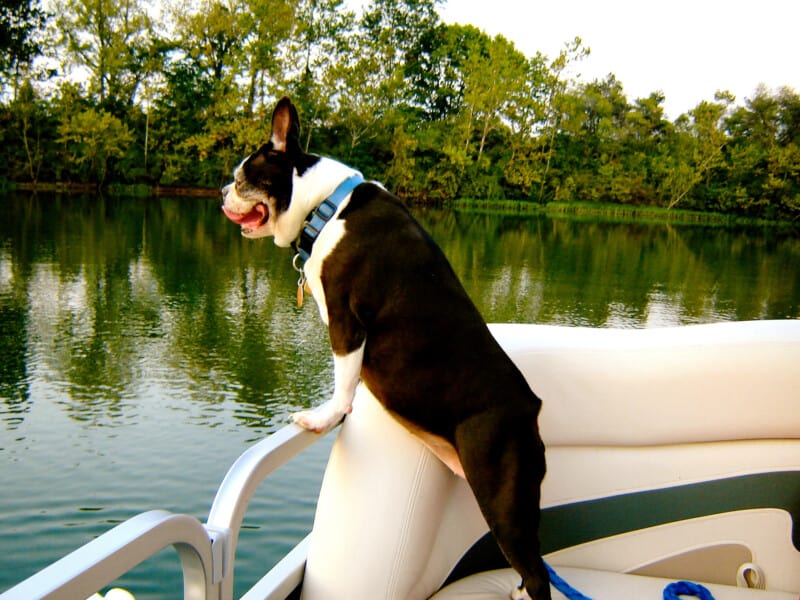 Boston terrier sur bateau ponton - Visiter Watkins Glen avec des animaux de compagnie