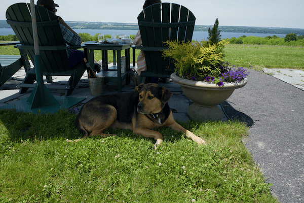 Black and tan dog behind adirondack chairs overlooking a lake - Finger Lakes Wine Country