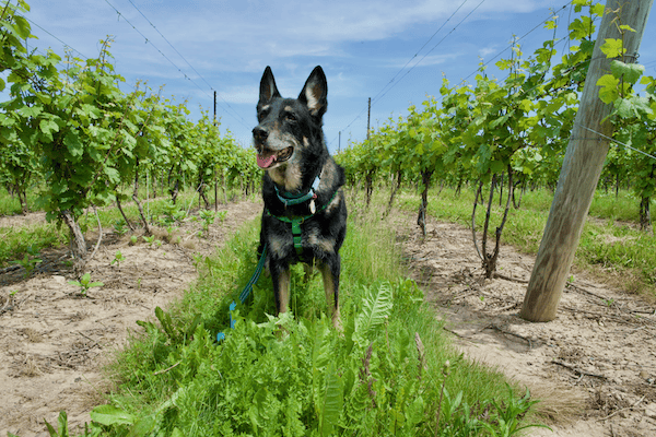 German shepherd dog sitting in vineyard - Finger Lakes Wine Country