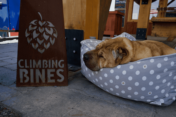 Shar pei sleeping in bed beside Climbing Bines sign - Finger Lakes Wine Country