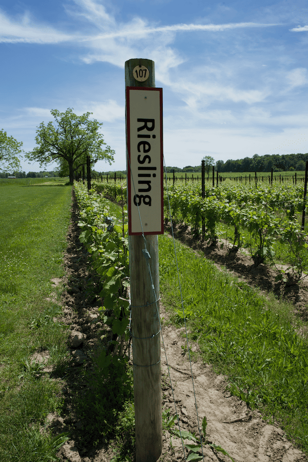Post with Riesling sign in vineyard - Finger Lakes Wine Country