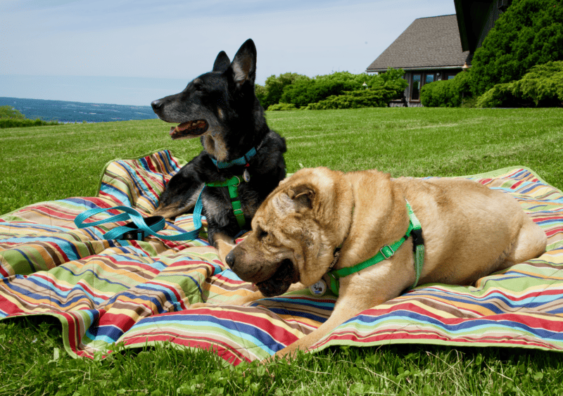 Shar-pei and German shepherd dogs laying on a picnic blanket on a grassy lawn