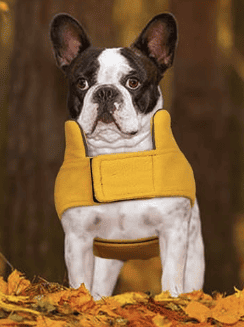 Traveling dog in a yellow pet jacket