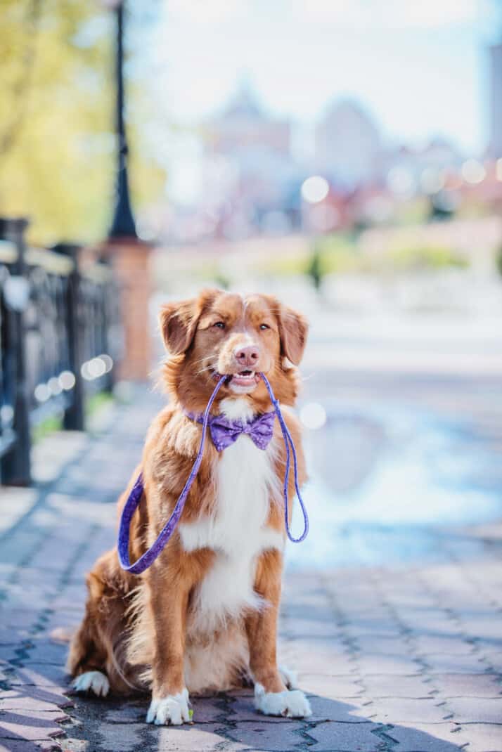 Dog wearing purple bowtie in City Holding Leash